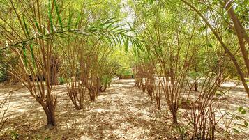A pathway through a dense bamboo grove with a sandy ground.