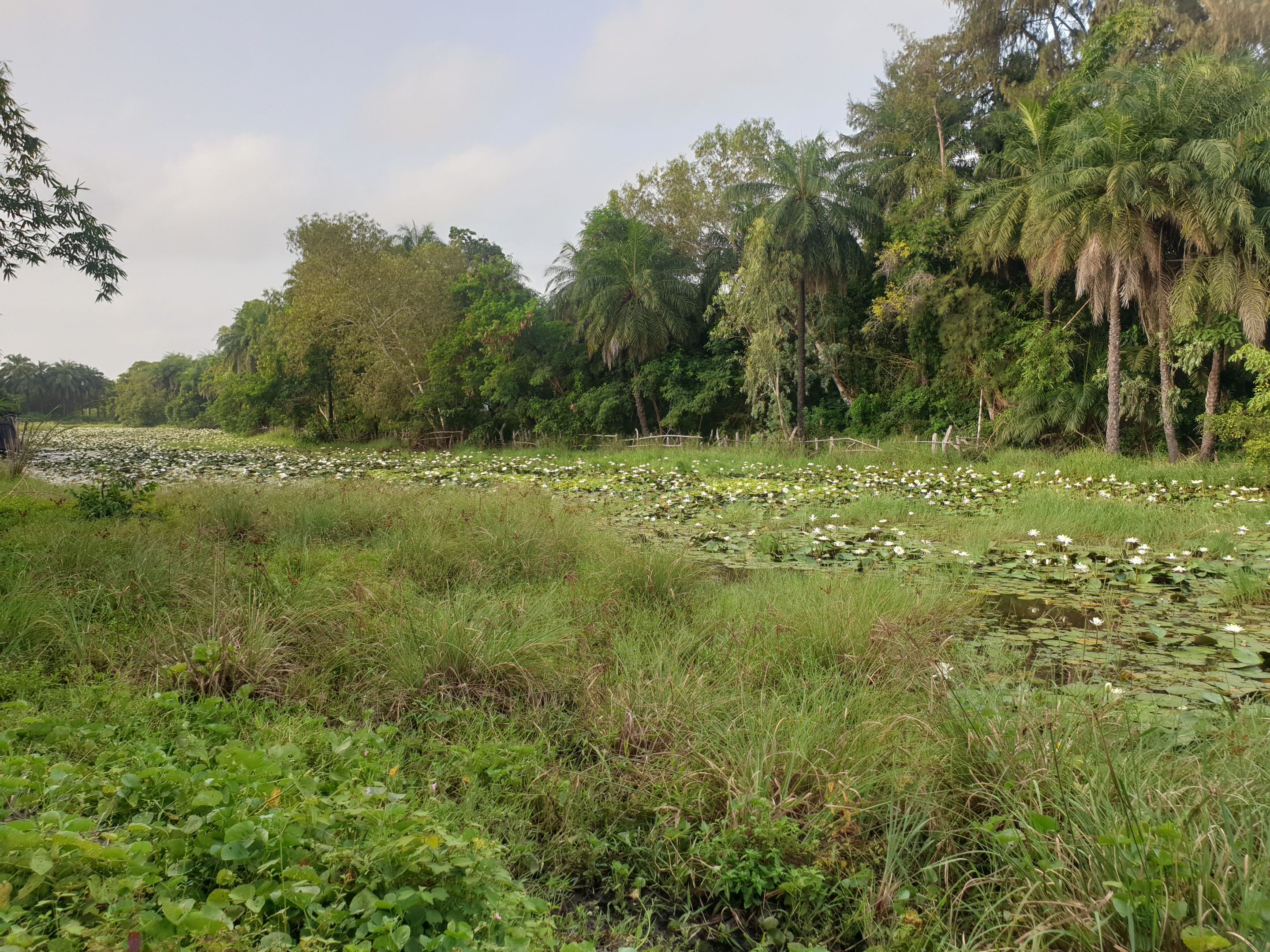 A natural landscape with a pond covered in lily pads and surrounded by dense greenery and trees.