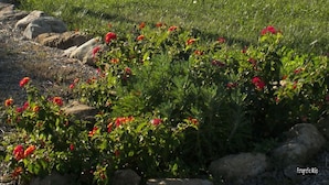 A pool area with lounge chairs, a small playhouse, and a garden with red flowers. - Apartment in Farmhouse in Lajatico with 3 bedrooms and 3 bathrooms (Orciatico)