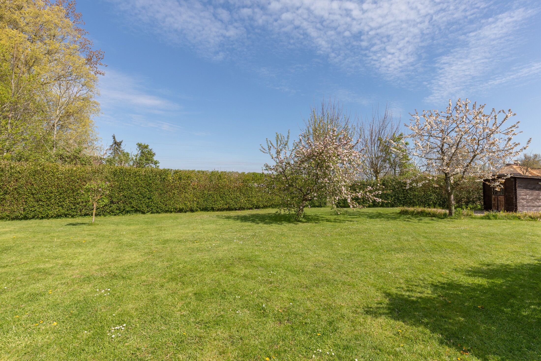 A grassy outdoor area with trees and a building in the background.