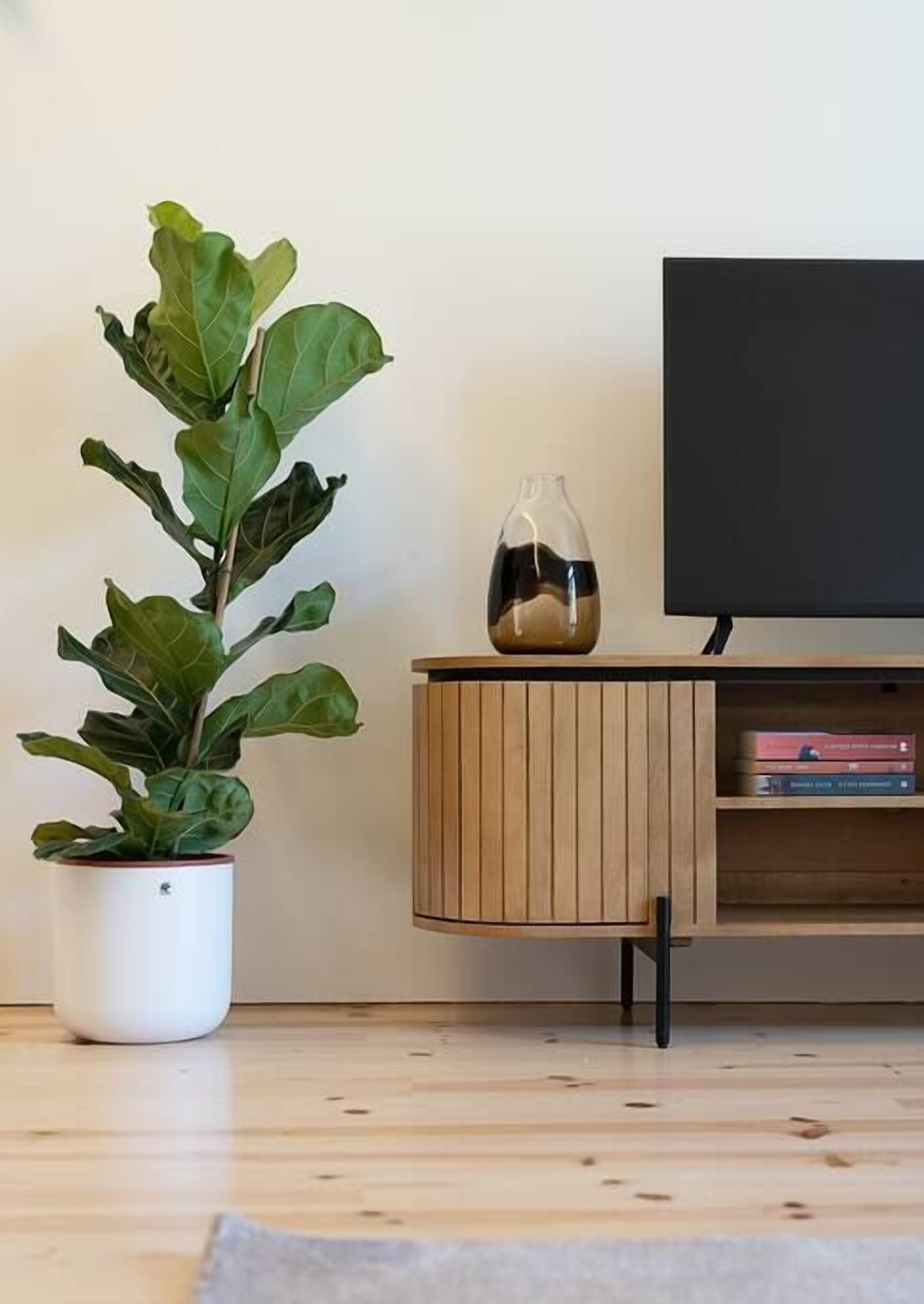 Une plante en pot, un vase en verre contenant un liquide et un meuble en bois sur lequel est posée une télévision à écran plat.