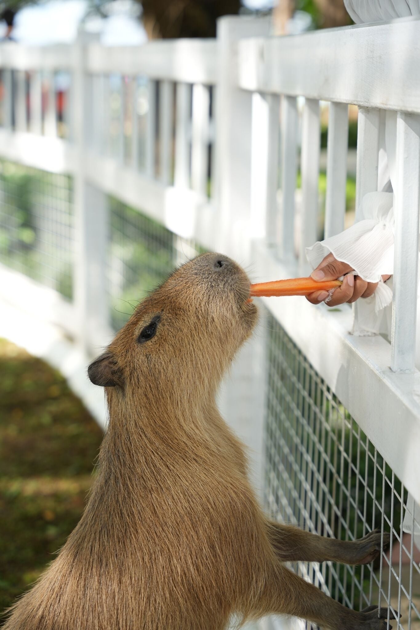 A capybara reaching over a fence to eat a carrot held by a person.