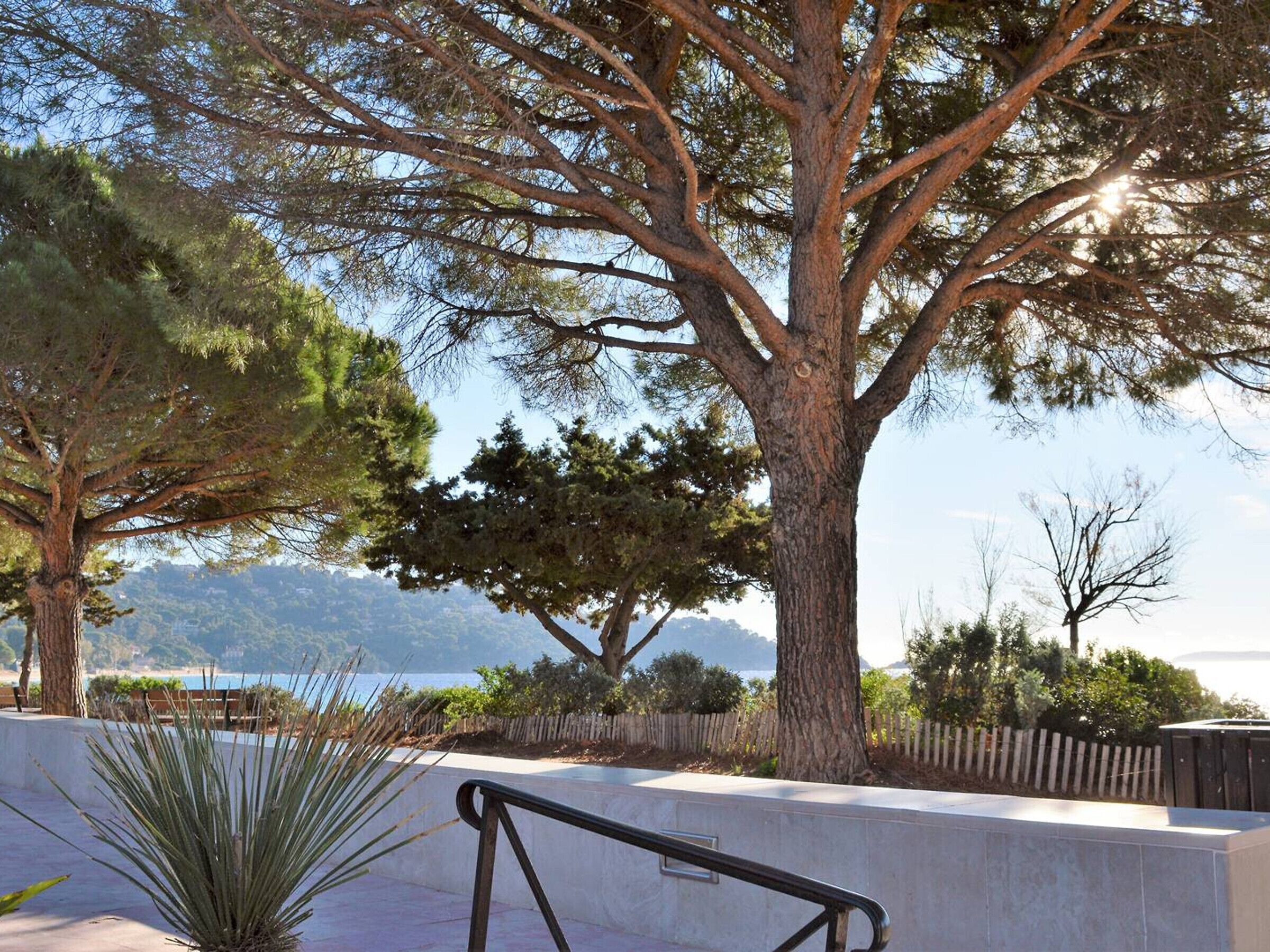 A coastal park with a large tree, a concrete bench, and a view of the sea.