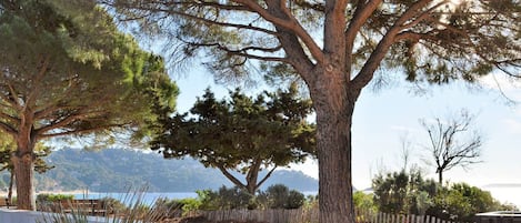 A coastal park with a large tree, a concrete bench, and a view of the sea.