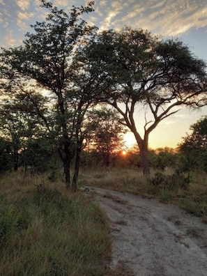 Exterior - Mankwe Camping (Maun)