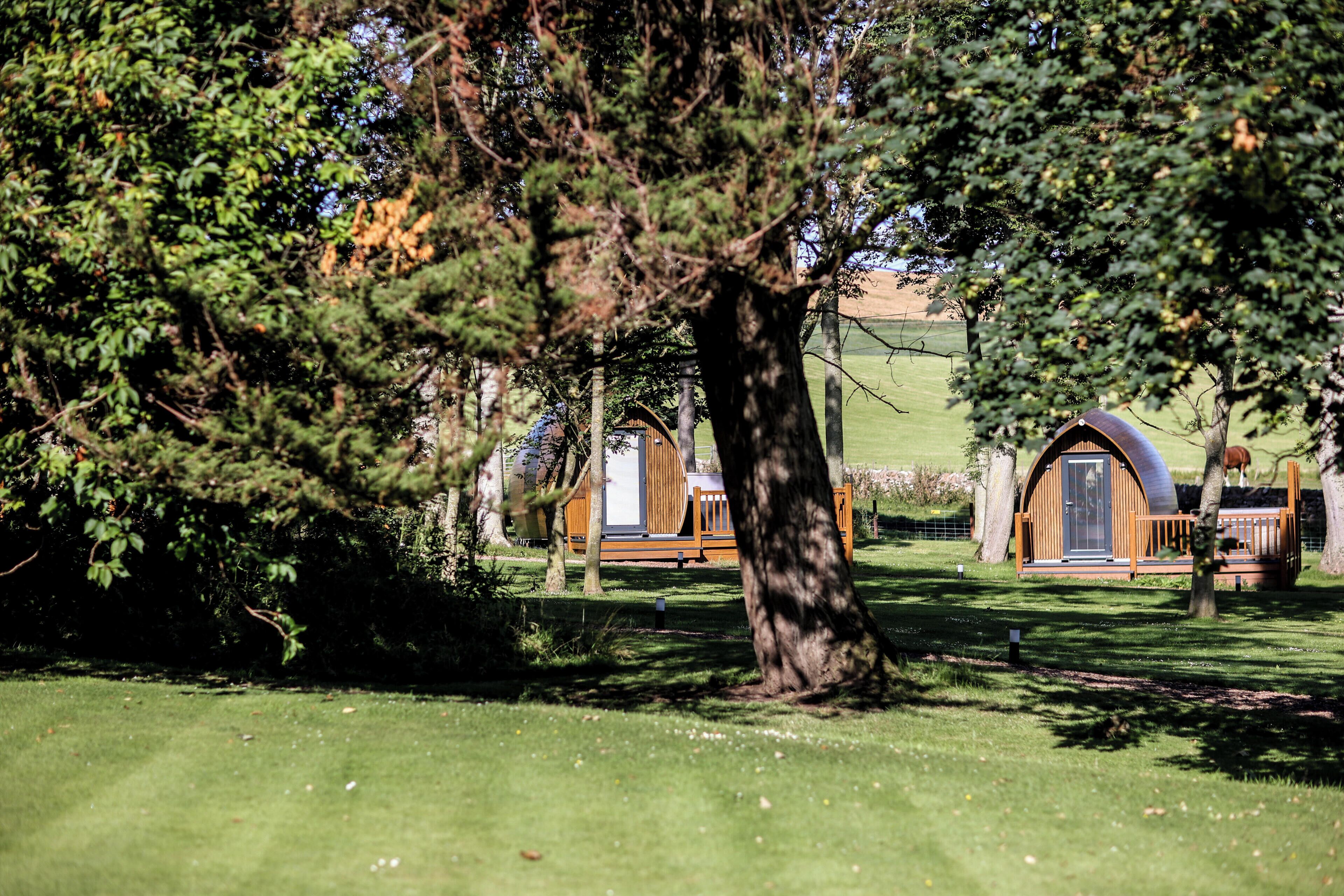 Un lugar apartado con un árbol grande, una cabaña de madera y una estructura con techo curvo.