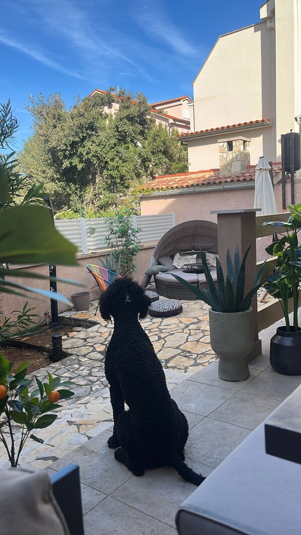 Un patio con piso de piedra, mobiliario exterior y un perro sentado en el centro.