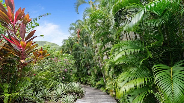 A wooden pathway surrounded by lush tropical plants and a stone wall.