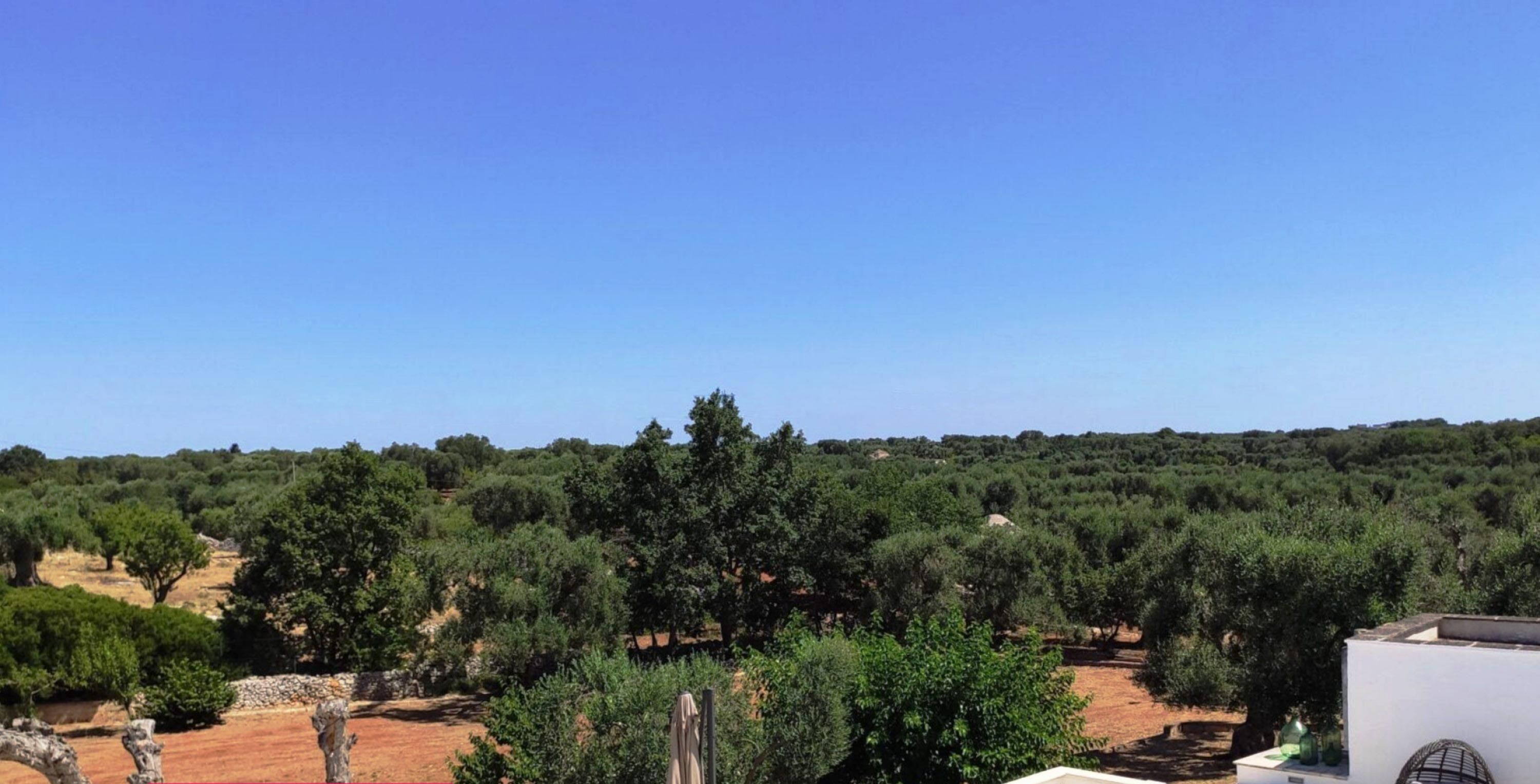 A pool area with lounge chairs and a view of olive groves.