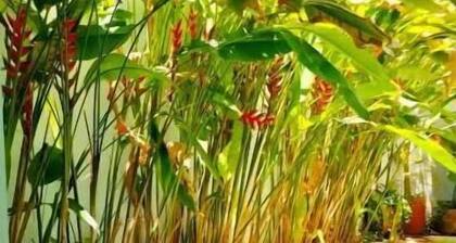 Relaxing, luxury home in the center of Mérida!