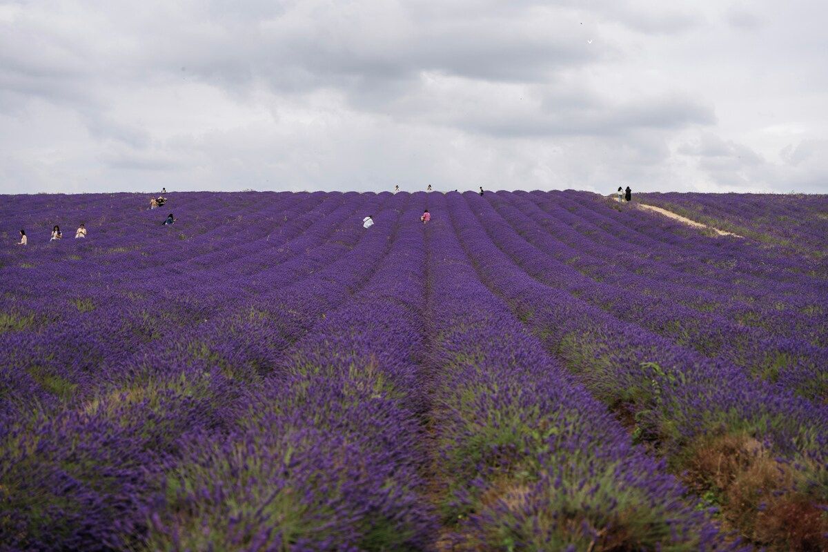 Um vasto campo de flores roxas, provavelmente lavanda, com algumas pessoas espalhadas pela paisagem.