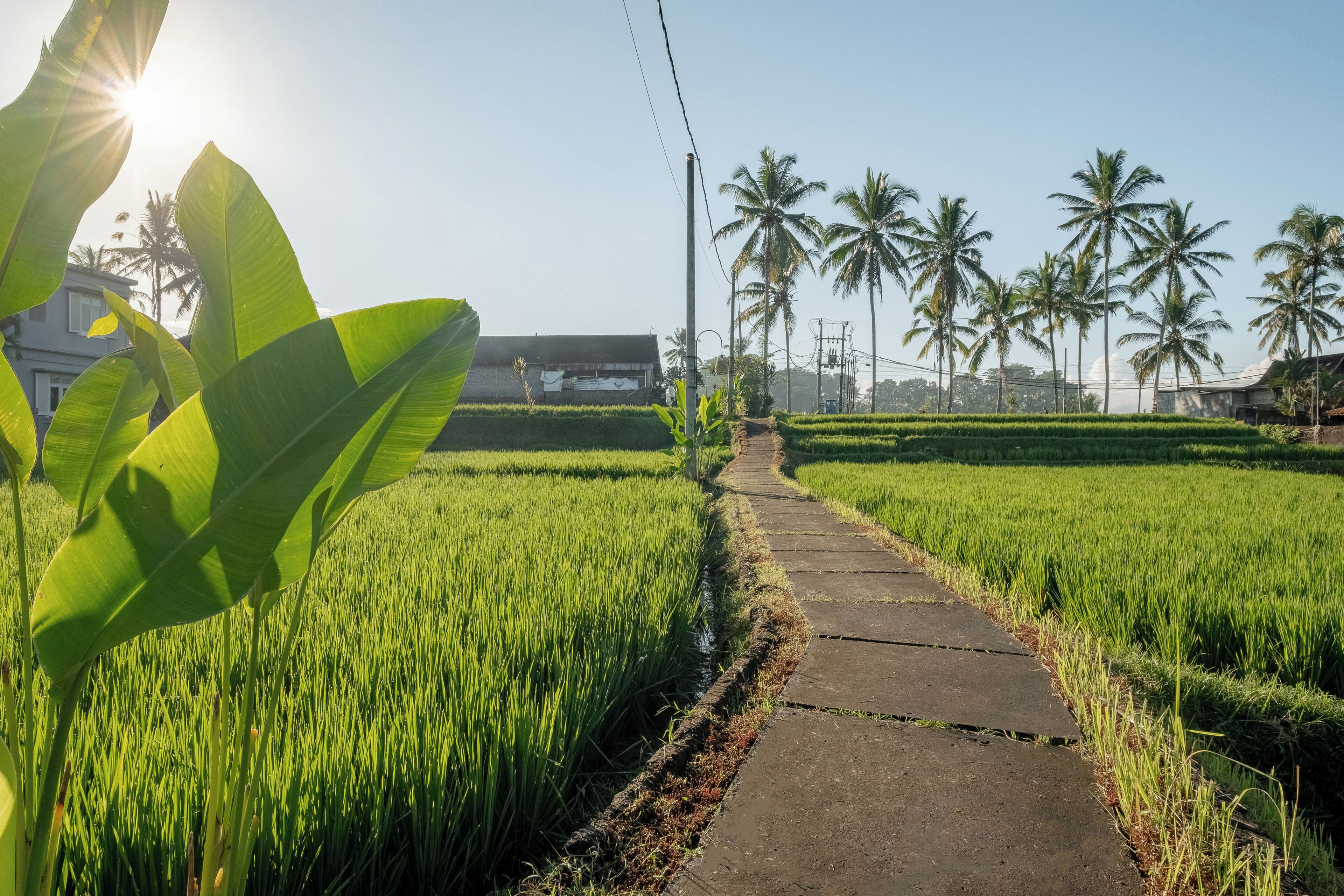 A pathway through a lush green field with palm trees in the background.