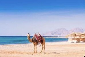 Villa | Beach - Beautiful Villa With Pool in Hurghada (Hurghada)