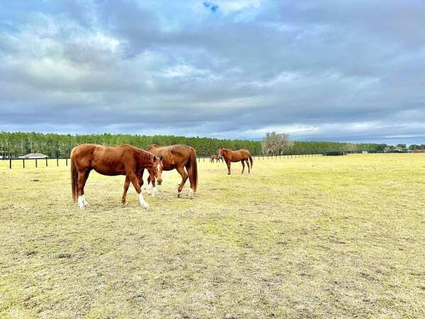 A wide-open field with horses grazing.