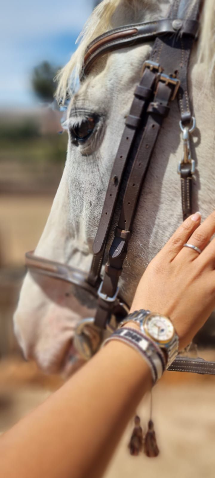 A close-up of a horse's head with a bridle, and a person's hand gently touching the horse's face.