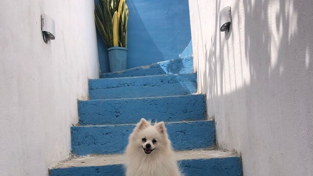A white dog sitting on blue-painted stairs. - HOSTAL CASA SANTORINI (Cartagena)
