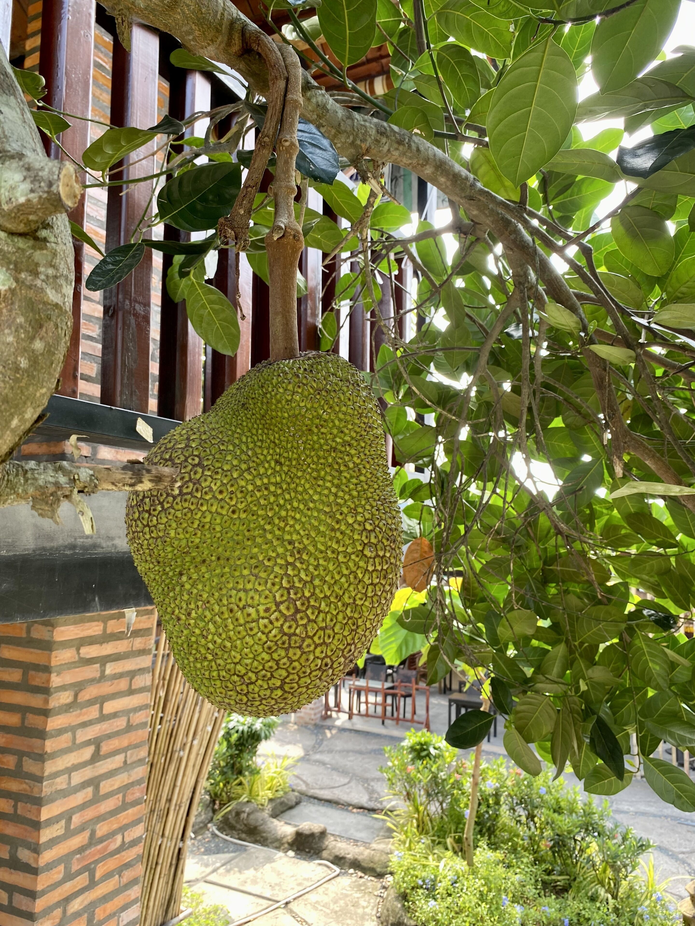 Eine große, grüne Durian hängt an einem Baum mit dichtem Laub und einer Backsteinmauer im Hintergrund.