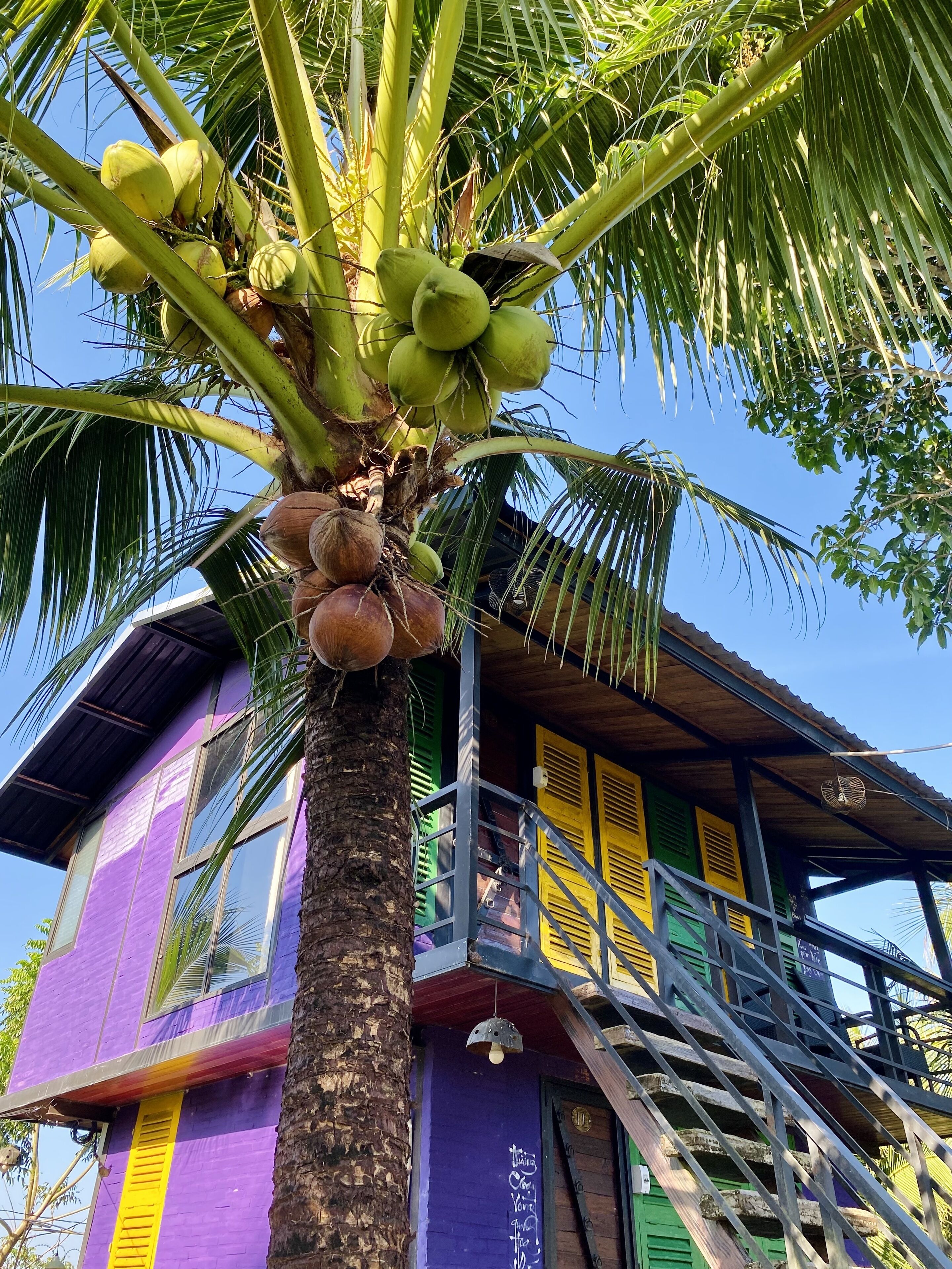 Um edifício com uma palmeira em frente, uma escadaria e uma varanda com persianas amarelas.