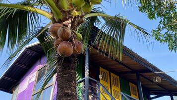 Um edifício com uma palmeira em frente, uma escadaria e uma varanda com persianas amarelas.
