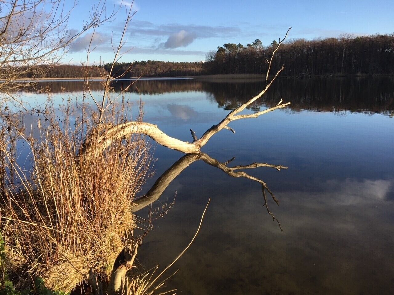 Un lac paisible, avec une branche d’arbre morte au premier plan et une rive boisée en arrière-plan.