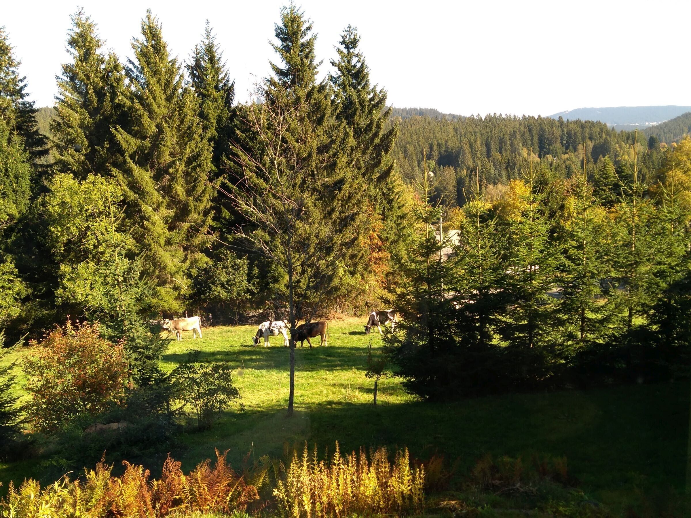 Un paysage rural avec un champ d’herbe, des arbres et quelques vaches qui paissent.