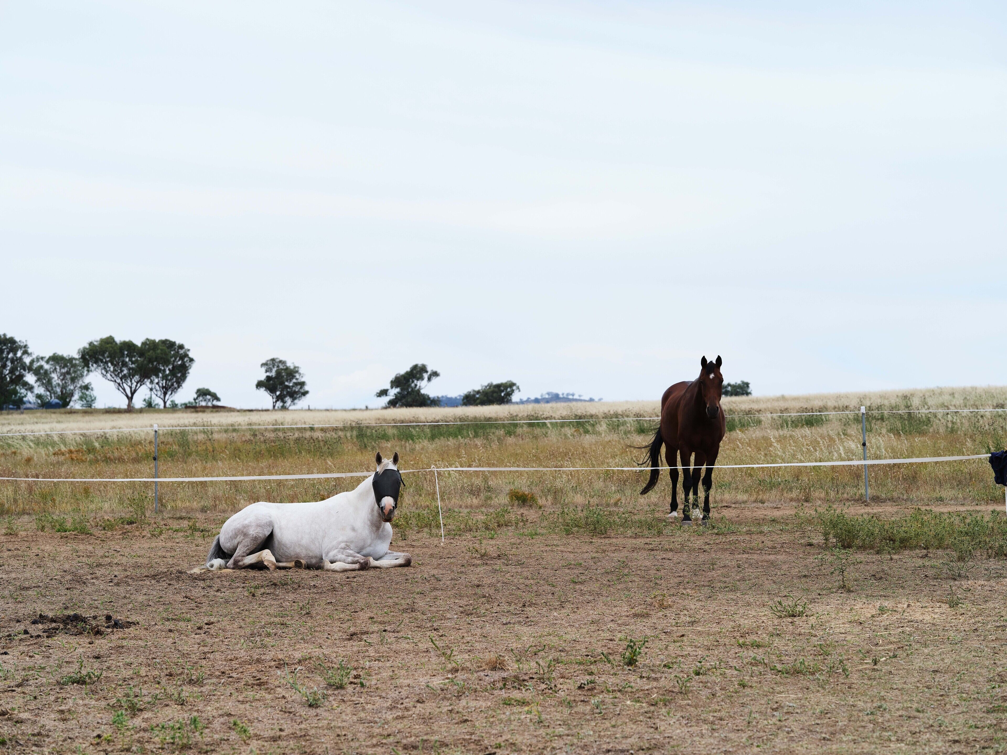 Um cavalo e um cão num campo cercado, com vegetação rala e algumas árvores ao fundo.