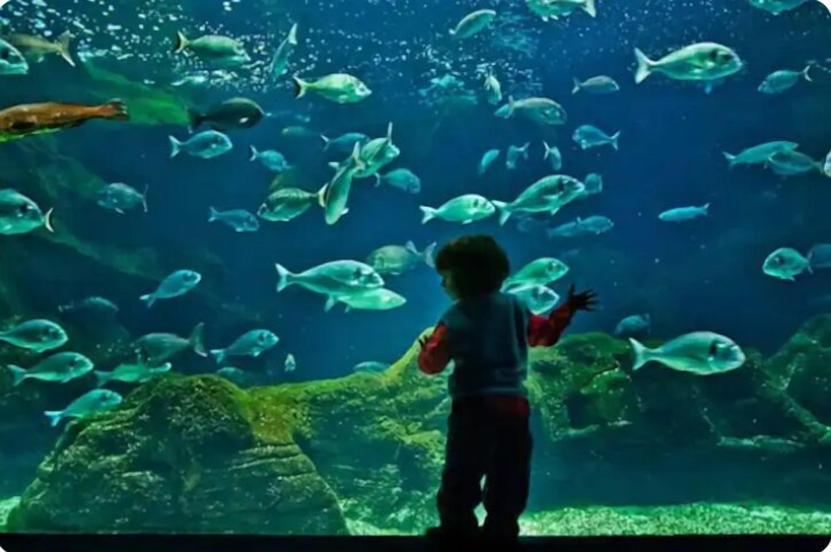 A child observing fish in an aquarium.