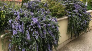 Un jardín con plantas florecientes moradas a lo largo de un muro de concreto.