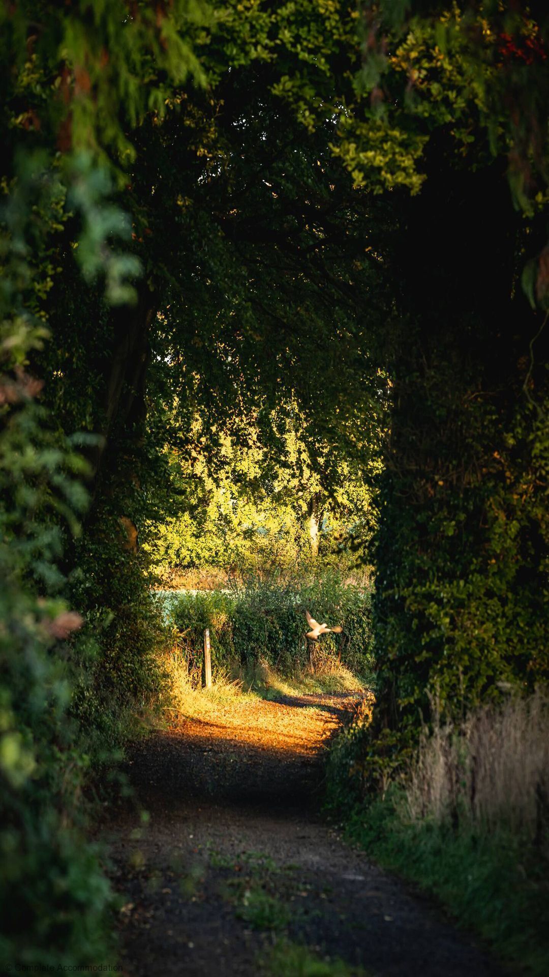 A pathway through a dense forest with sunlight filtering through the trees.