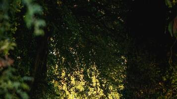 A pathway through a dense forest with sunlight filtering through the trees.