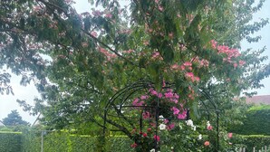 A garden with a metal archway, potted plants, and a gravel path.