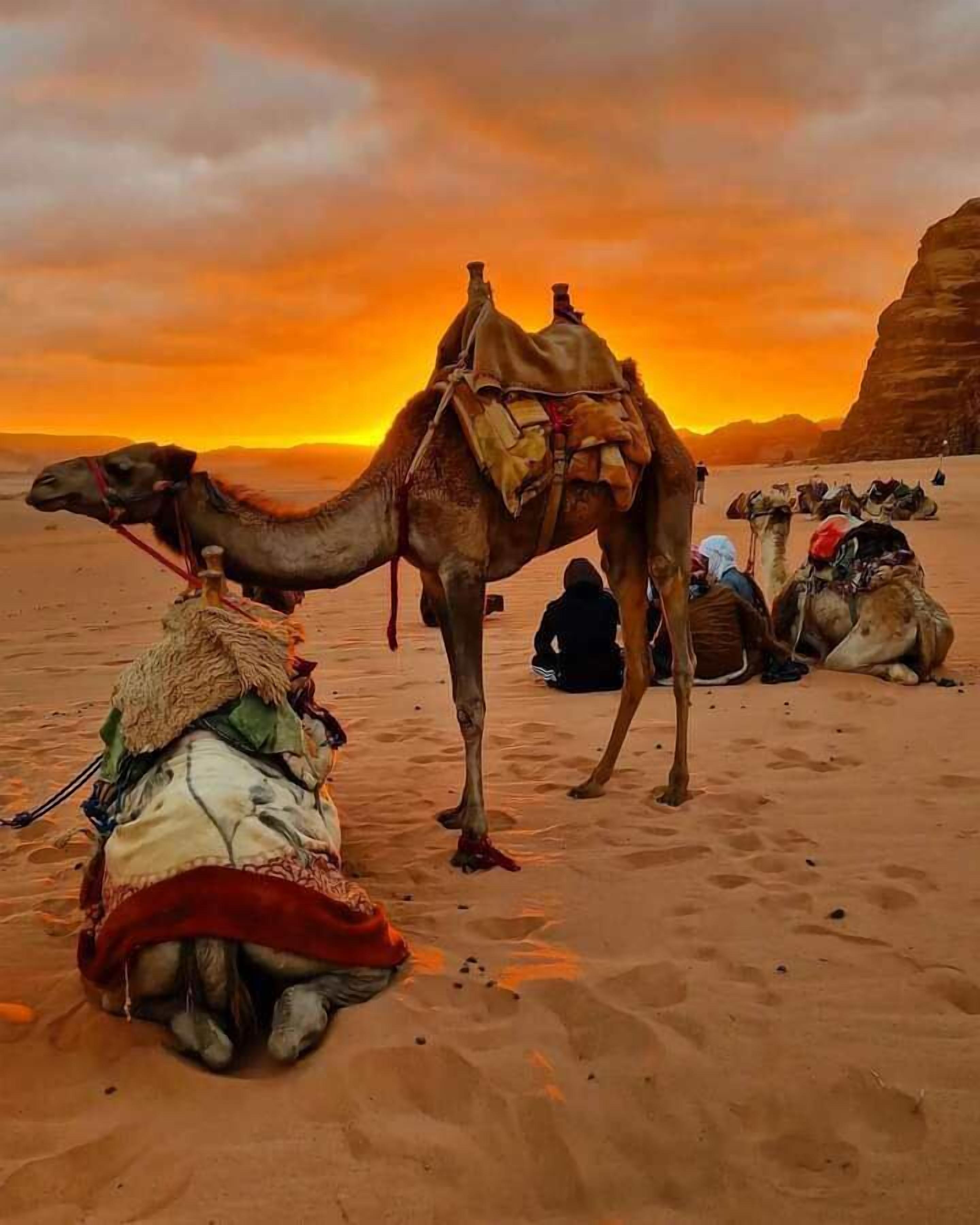 مشاهدة الحيوانات البريّة