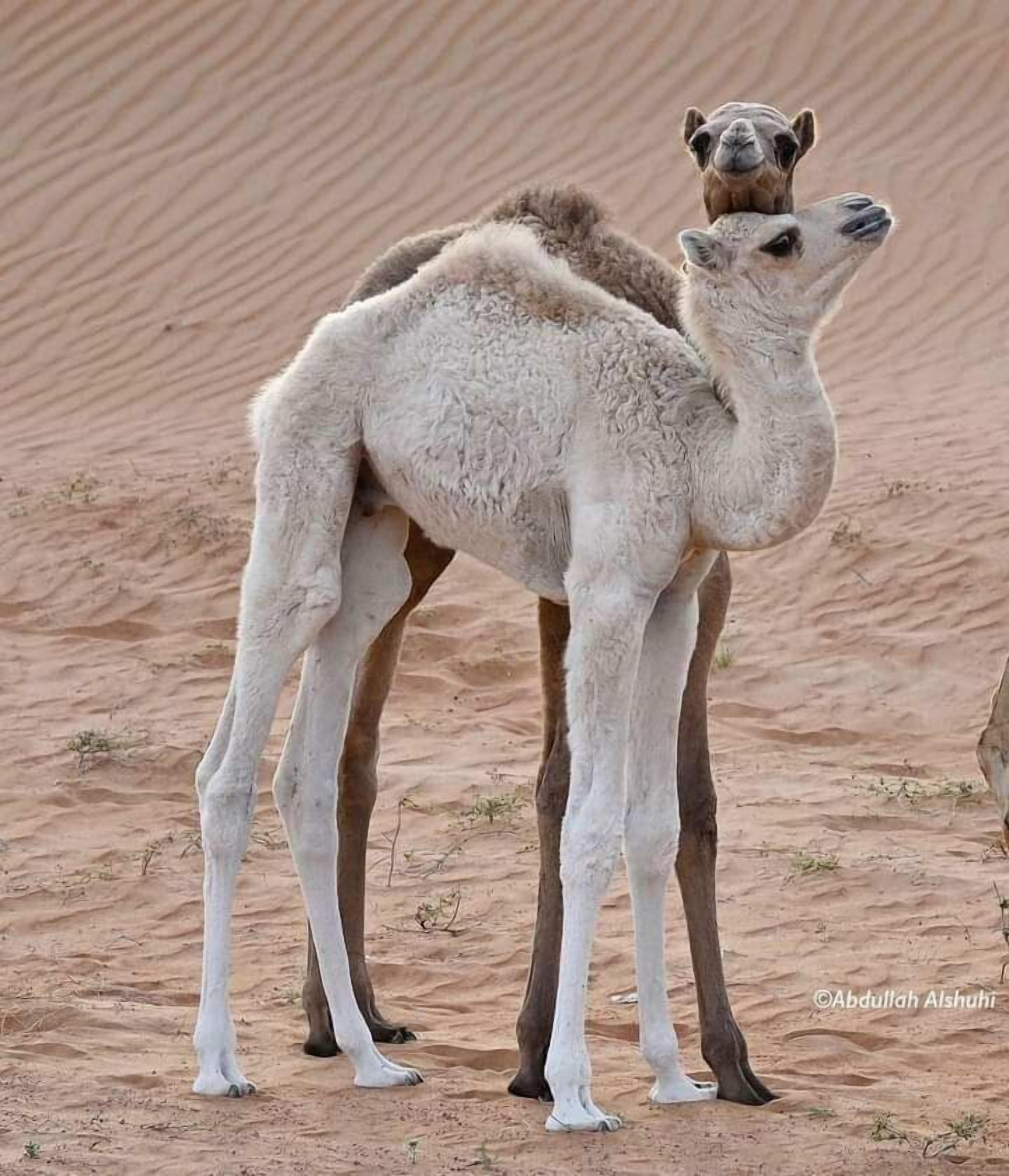 Two camels standing in a desert with sand dunes in the background.
