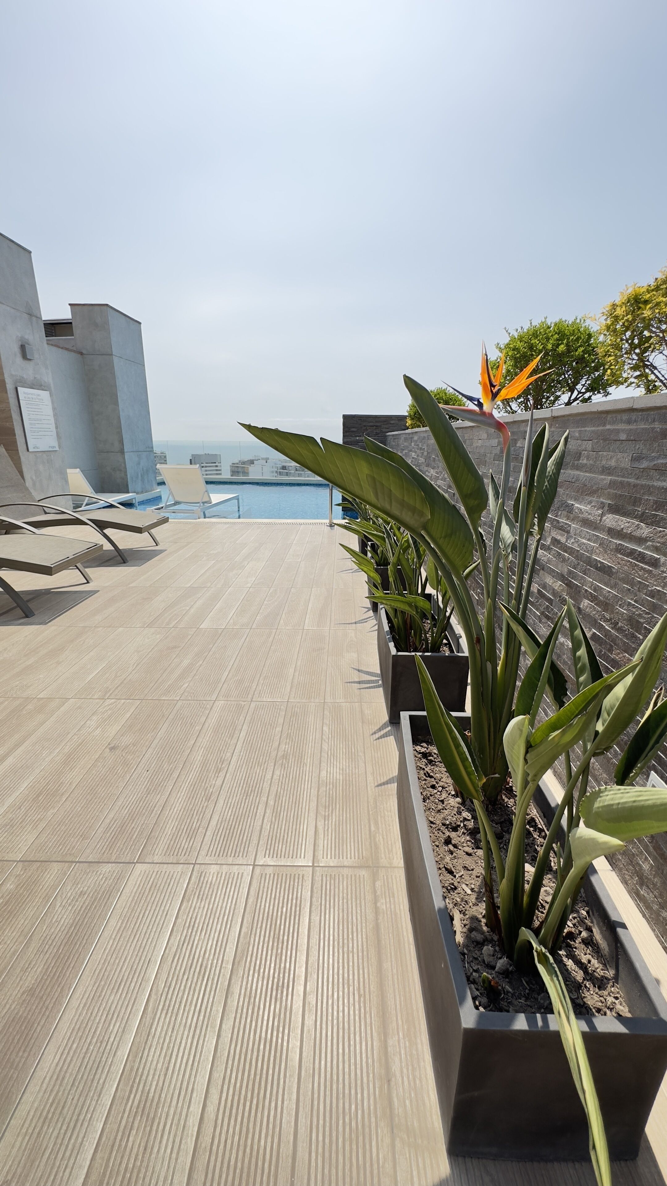 A rooftop terrace with a pool, lounge chairs, and potted plants.