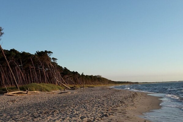 Nära stranden