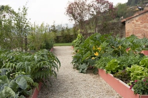 Stroll through the garden's lush vegetable plots and leafy greens, surrounded by a peaceful brick wall and a glimpse of a residential building.