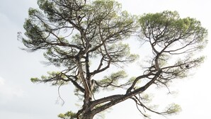 Un árbol grande en un patio con un edificio al fondo.