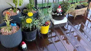 Una terraza de madera con plantas en macetas y barandilla de metal.