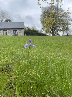Property grounds - Cosy cottage ideally located in central Mayo perfect for touring, Castlebar 11km (Ballintober)