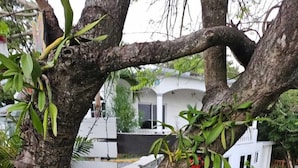 A tree-lined pathway with a white building in the background. - Casa Margarita (Roatan)