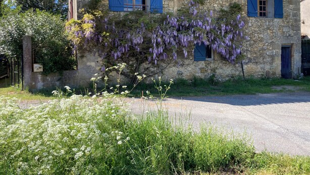 A stone building with blue shutters, surrounded by lush greenery and purple flowering vines. - Maison au Milieu des Vignes Proche de Saint Emilion (Mérignas)