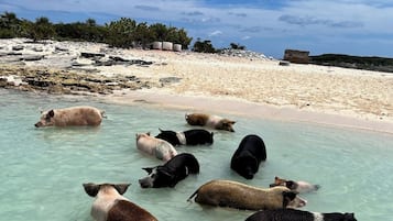 Ligstoelen aan het strand, strandlakens