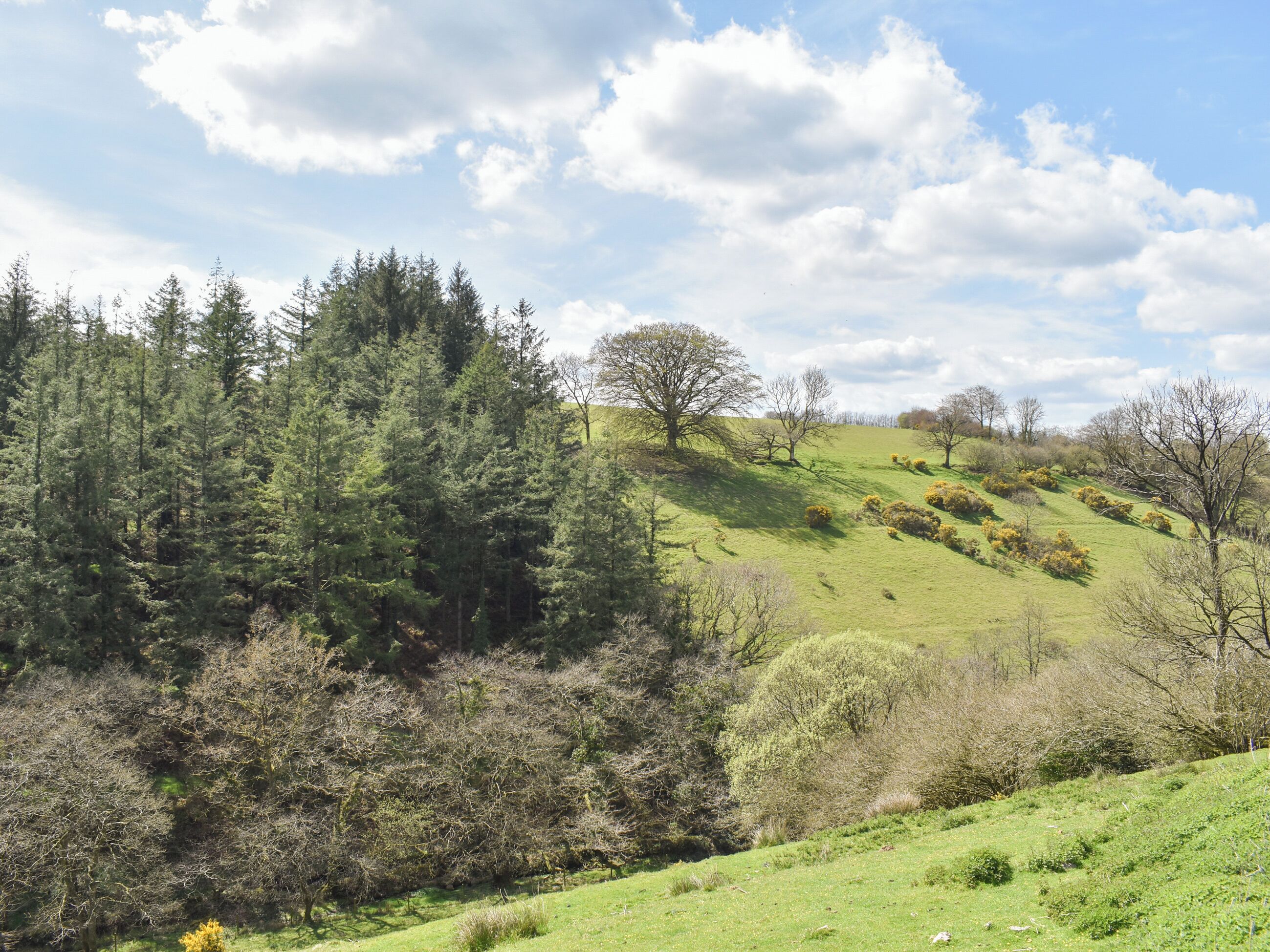 A lush green hillside with dense coniferous trees and scattered deciduous trees.
