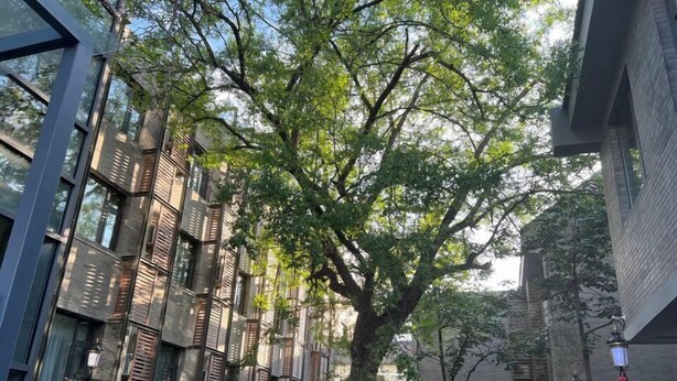 A modern building with large windows and a tree in the courtyard. - Hotel Yoo Beijing  (Beijing)