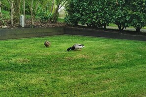 Escape to a serene garden oasis, where a well-manicured lawn and peaceful surroundings invite relaxation and casual outdoor activities.
