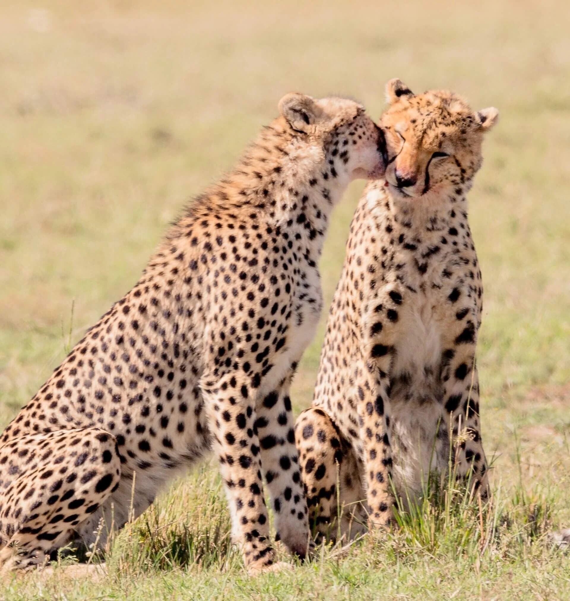 Twee cheeta's in een grasveld.