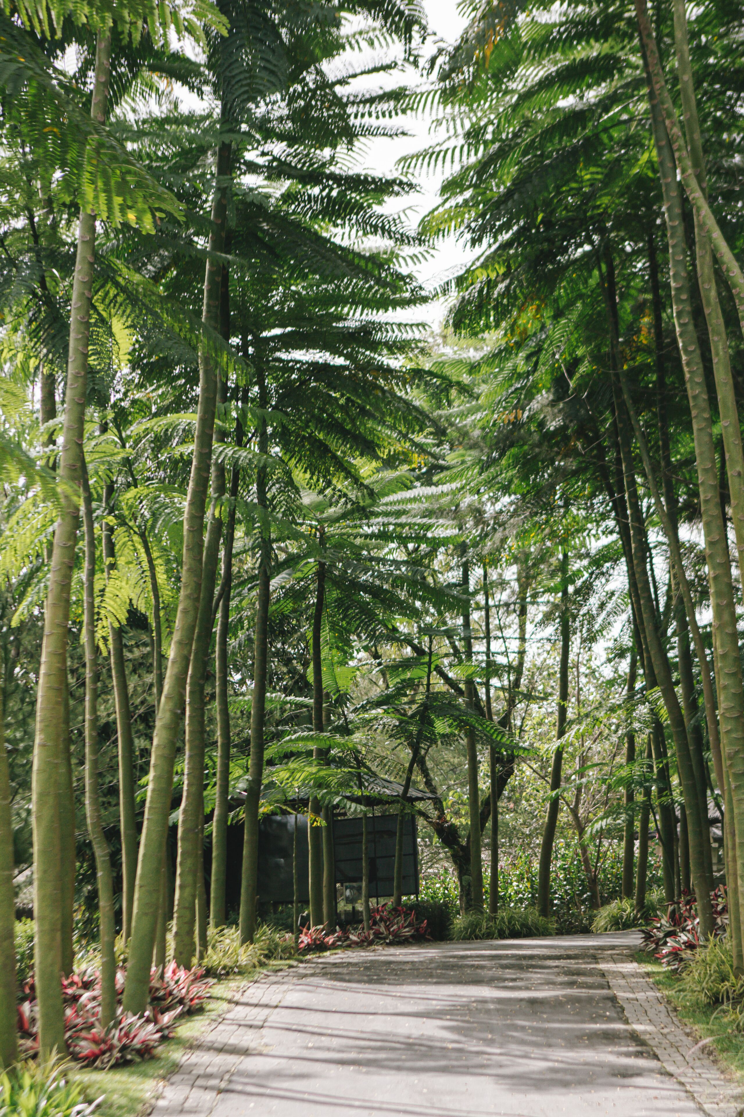 Taman