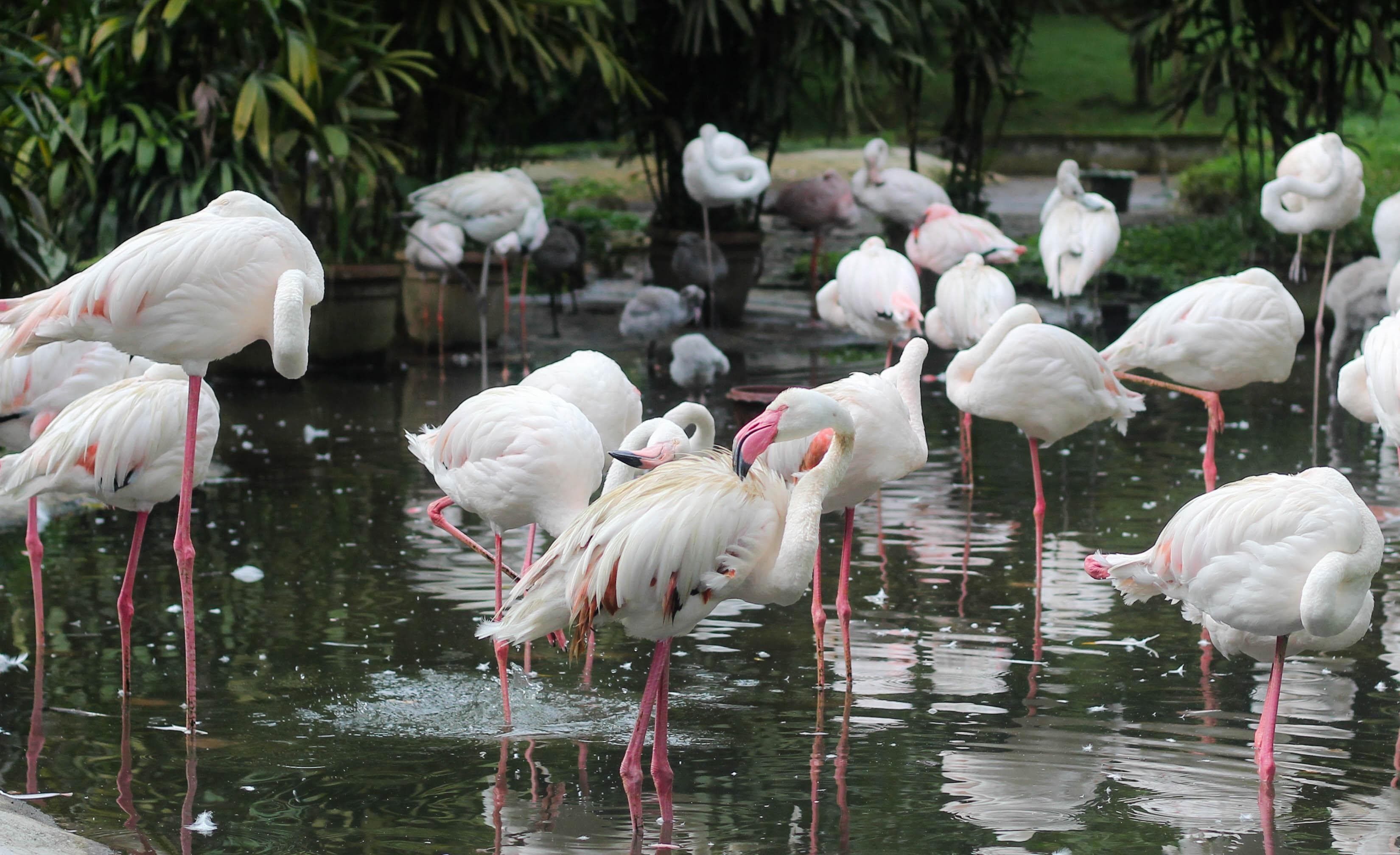 Um grupo de flamingos em um lago com reflexos na água.