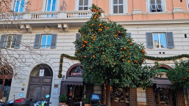 Ein mehrstöckiges Gebäude im klassischen Stil, mit einem Balkon mit Geländern und einem Baum mit orangefarbenen Früchten davor.