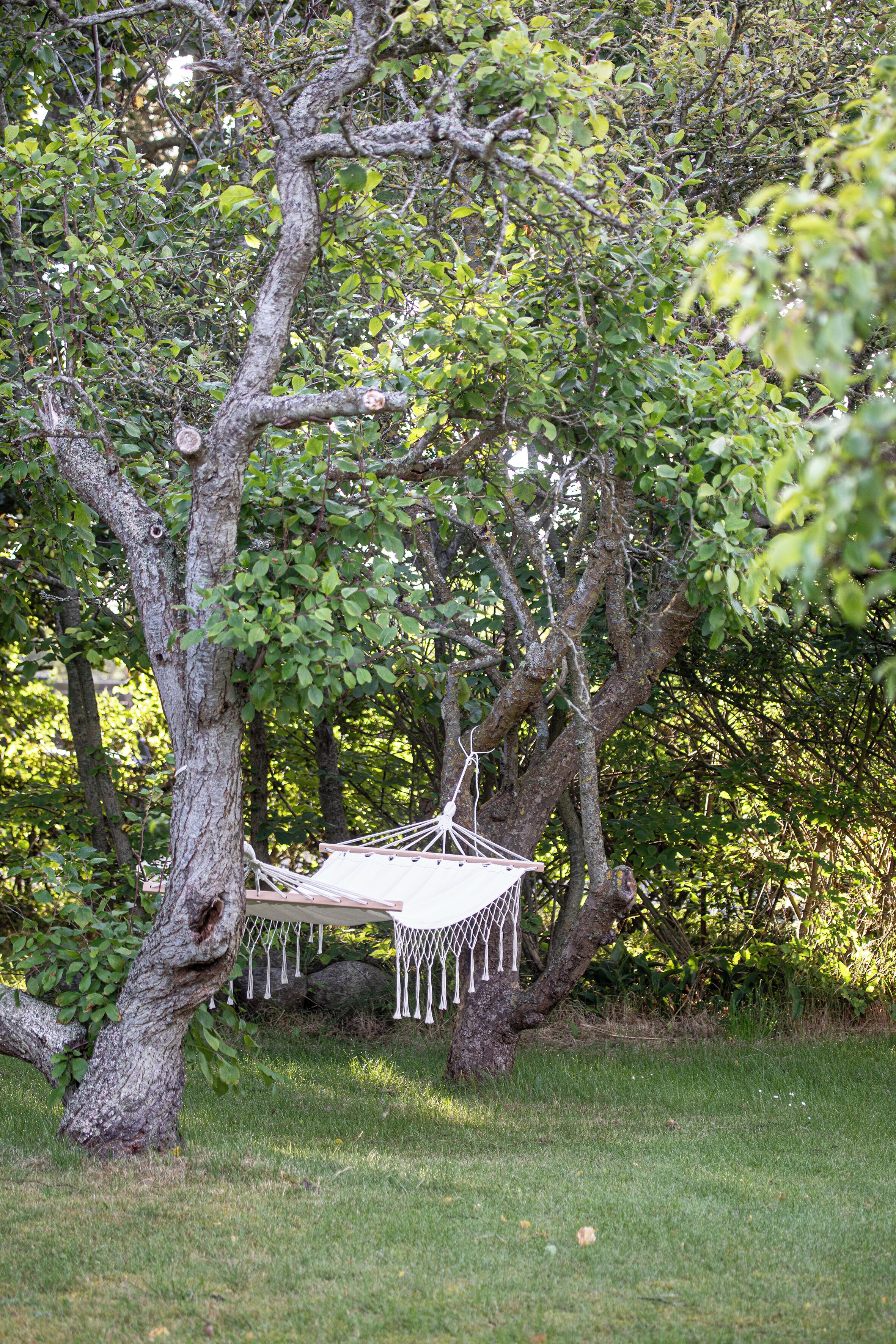 A hammock suspended from a tree in a grassy area.